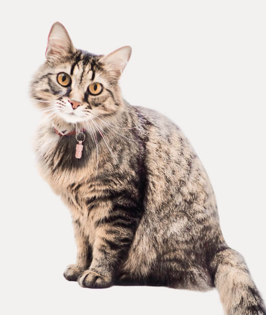 Instagram - Veterinary X Webflow Template